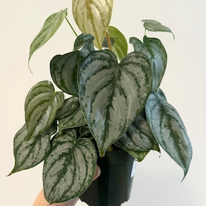 Philodendron Brandi Brandtineum 4 inch pot - Live Plant - optional decorative pot