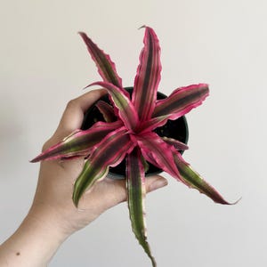 Cryptanthus Pink Earth Star Bromeliad Plant -  4 inch Pot - optional decorative pot