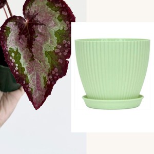 Puede incluir: Una maceta de pl&aacute;stico color verde menta con detalles acanalados verticales y un plato a juego. Debajo de la maceta aparece el texto Mint Green Plastic Planter y Has drainage and Saucer. Se observa una planta con hojas variegadas.