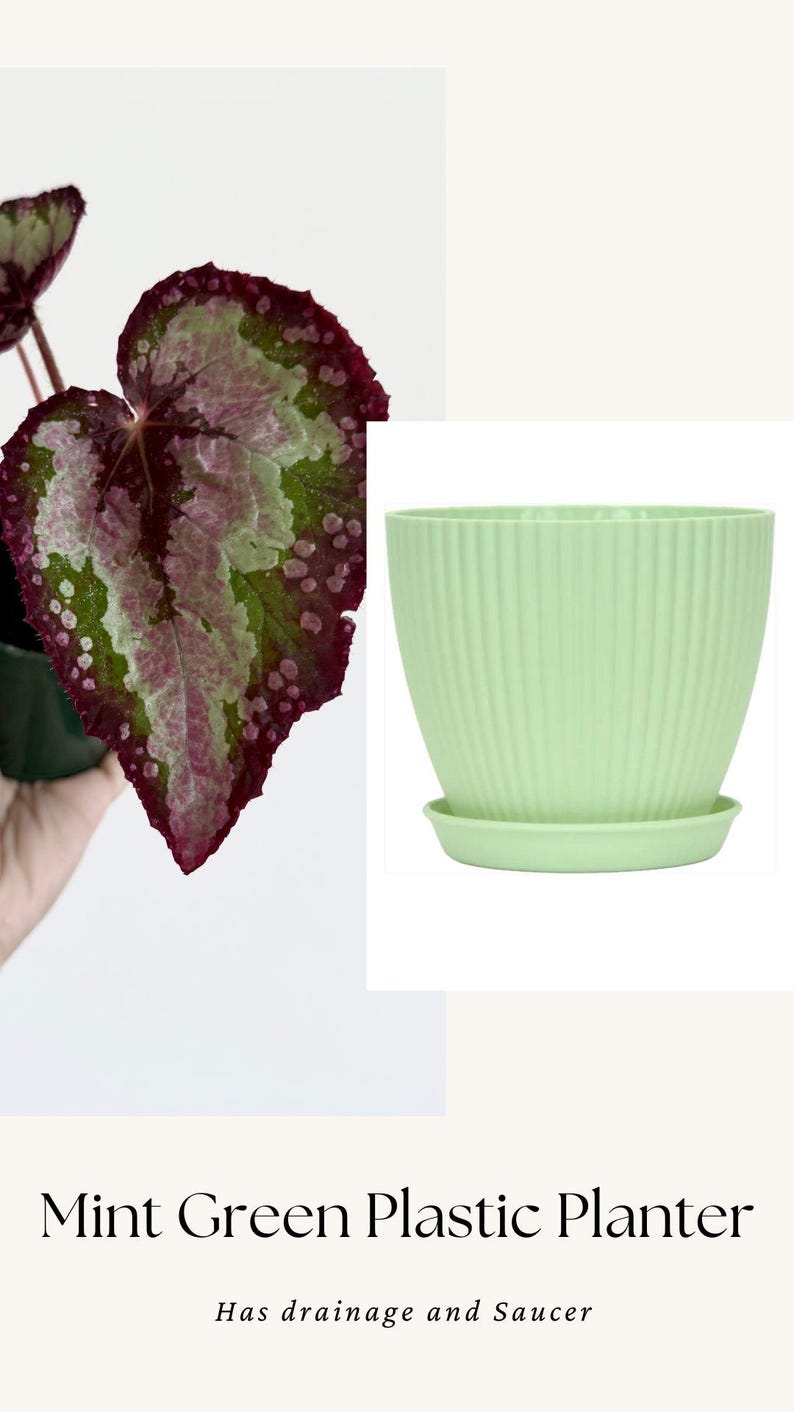 Puede incluir: Una maceta de pl&aacute;stico color verde menta con detalles acanalados verticales y un plato a juego. Debajo de la maceta aparece el texto Mint Green Plastic Planter y Has drainage and Saucer. Se observa una planta con hojas variegadas.