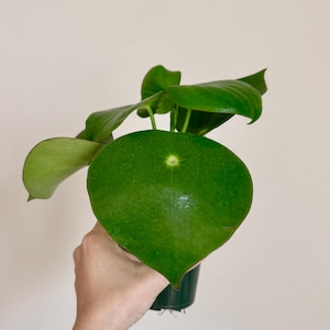 May include: A close-up of a green plant with large, round leaves. The plant is in a small, dark green pot. The leaves have a smooth texture and a vibrant green color. The plant is held by a person.