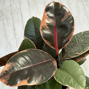May include: Close-up of a rubber plant with large, oval-shaped leaves. The leaves are a deep green with pink and cream-colored edges and veins. The plant is in a brown pot, and the background is a white wooden surface.