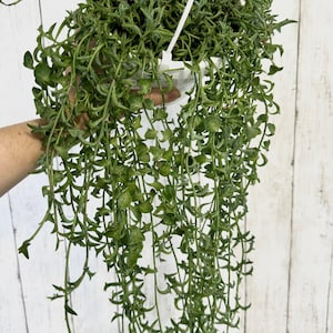 String of Dolphins Plant, Succulent, 6” Hanging Basket - Live Plant