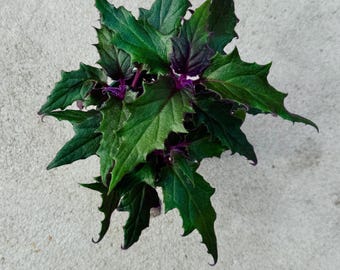 Purple Passion | Gynura Aurantiaca Plant - Live Plant 4" Pot - optional decorative planter