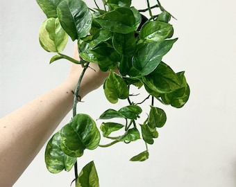 Pothos Lizard Queen - New Pothos Sport - Variegated Epipremnum - Live  Houseplant in 4 Pot - Etsy
