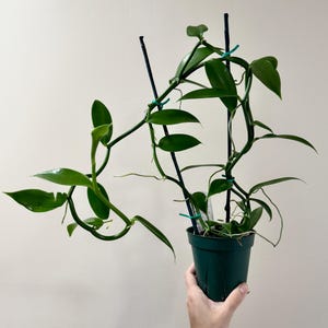 May include: A vanilla orchid plant with long, glossy green leaves and thin, vining stems supported by two black vertical stakes. The plant is potted in a dark green plastic container, with small teal ties securing the stems to the supports.