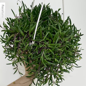May include: A hanging plant with dense, dark green, elongated, succulent leaves and thin, purple-toned stems. The plant is contained in a white pot suspended by white plastic hangers, featuring a cascading growth pattern with small yellow flowers.