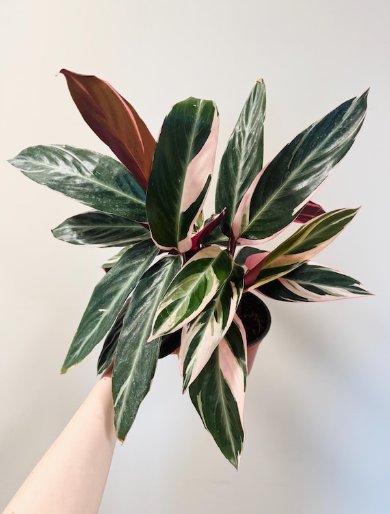 Stromanthe Triostar, Tricolor, Prayer Plant - Calathea Plant | 6 inch pot