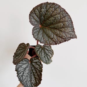 May include: A potted begonia plant featuring heart-shaped leaves with a dark burgundy and deep green textured surface, accented by silvery-grey patterns. The plant has thin, reddish-pink stems and is contained within a small black plastic nursery pot.