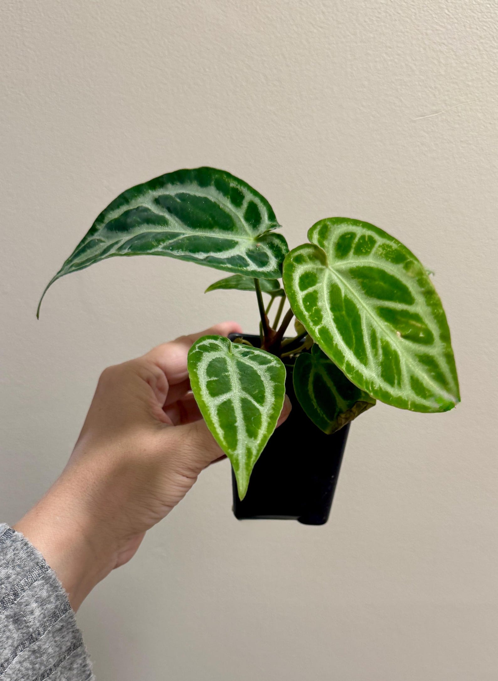 Anthurium Docblock X Brielle X Zara Hybrid Rare Plant - 2.7 Inch ...