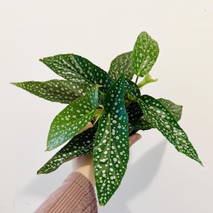 May include: A small potted plant with green leaves that have white spots. The plant is being held in a person's hand.