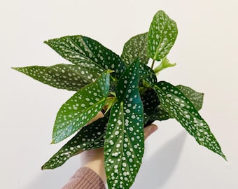 Begonia White Ice Polka Dot Flowering Plant - 4” Pot - optional decorative pot