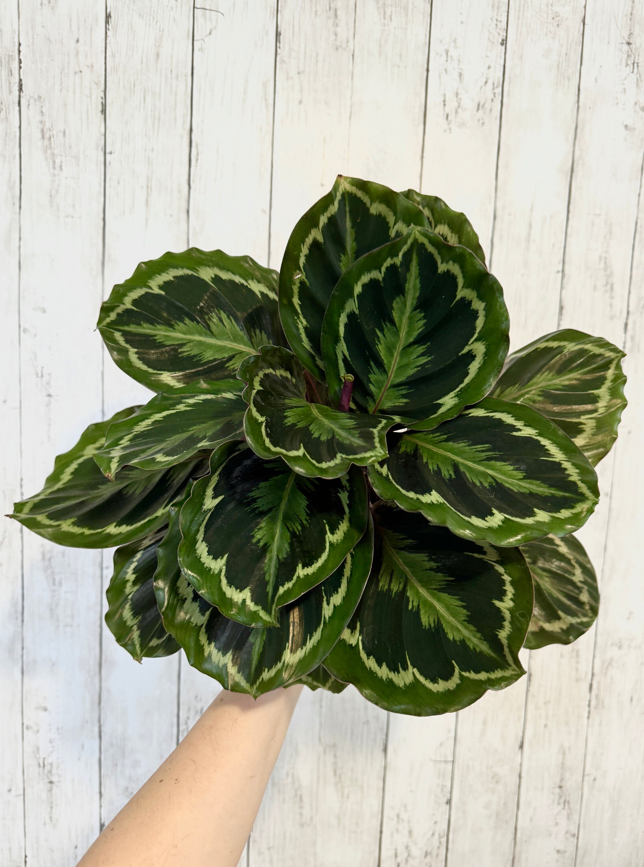 Calathea Shine Star - Etsy