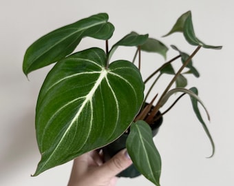 May include: A potted Philodendron gloriosum plant with large, heart-shaped, dark green leaves. The leaves have prominent white veining. The plant is held in a small black pot, showcasing a vibrant houseplant for home decor.