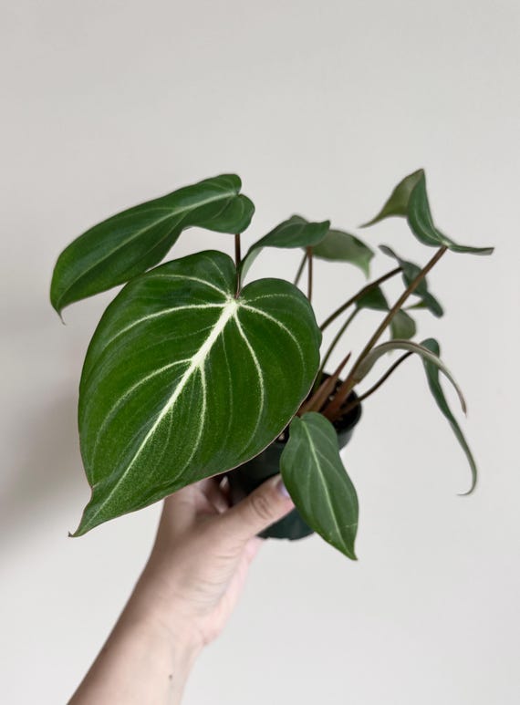 Philodendron Gloriosum Plant - 4" Pot - Live Plant - Optional Deocrative Pot  - Etsy
