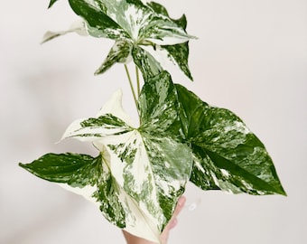 Syngonium Albo Variegata - Planta viva en maceta de vivero de 7,6 cm - Planta abigarrada