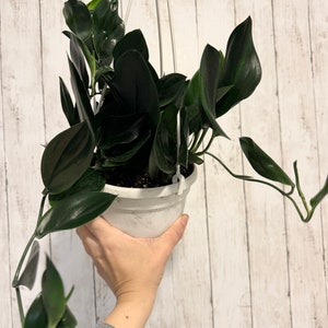 Scindapsus Treubii Dark Form Plant - 6 inch Hanging Pot