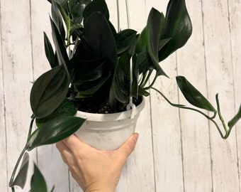 Scindapsus Treubii Dark Form Plant - 6 inch Hanging Pot
