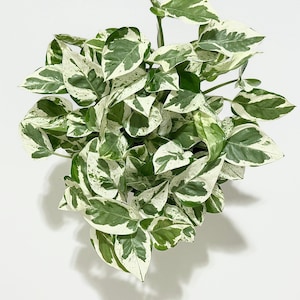 May include: A lush pothos plant featuring heart-shaped leaves with a variegated pattern of deep green and creamy white. The foliage is dense and spreads outward, displaying a mix of solid green patches, white sections, and speckled areas.