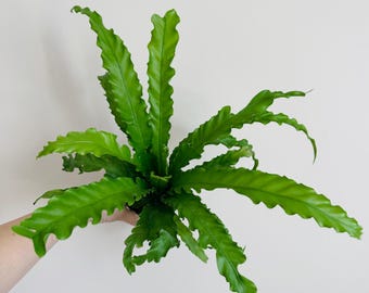 Variegated Birds Nest Fern asplenium Nidus Starter Plant (ALL STARTER  PLANTS Require You to Purchase 2 Plants!) - Etsy