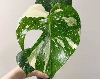 Monstera Thai Constellation - 4 inch pot - Live Rare Plant