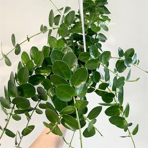 Hoya Cumingiana Plant - 4.5” Hanging Pot - optional decorative basket