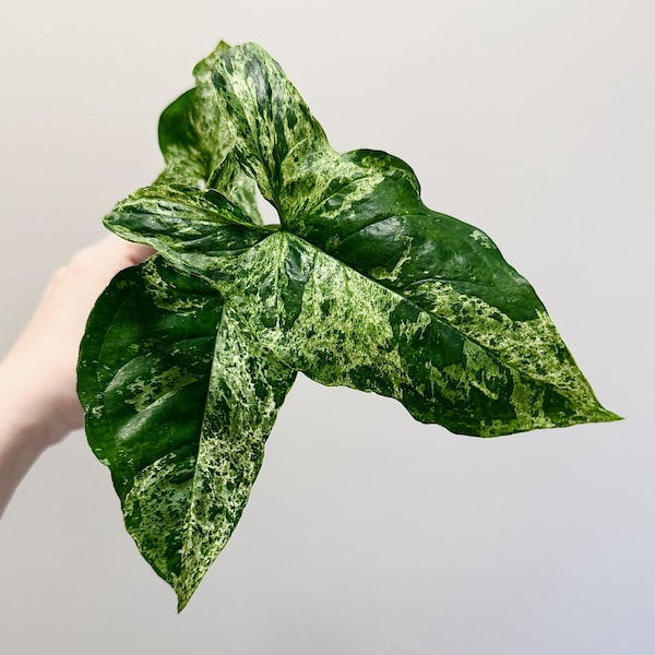 Syngonium Mojito Plant - 4 inch Pot - Live Plant - optional decorative pot