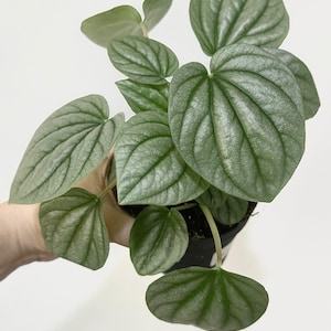 May include: A Peperomia caperata plant with heart-shaped, textured, metallic silver-green leaves featuring deep, prominent veins. The plant is potted in a small black plastic container with visible soil at the base of the stems.