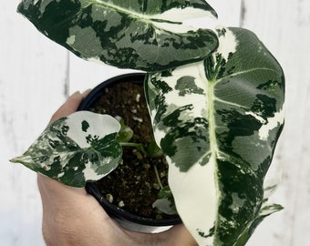 Alocasia Variegated Frydek - Rare Plant - 4"  Pot - Live Plant