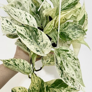 May include: A hanging pothos plant featuring heart-shaped leaves with a variegated pattern of creamy white and deep green splashes. The plant is contained in a dark pot with white plastic hanging cords attached to the top for suspension.
