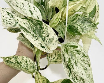 Planta Pothos Reina de las Nieves - Maceta colgante de 4,5 cm - Planta viva