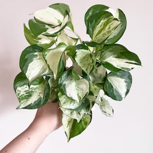 May include: A variegated pothos plant featuring heart-shaped leaves with a distinct pattern of deep green and creamy white splashes. The foliage is dense and clustered, displaying a mix of solid green sections and marbled white variegation.