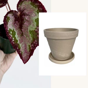 Puede incluir: Una maceta de granito beige con su plato a juego, que presenta un borde ancho y un cuerpo c&oacute;nico. El texto inferior dice "With Granite Planter" y "Has drainage and saucer". Se observa una planta begonia con hojas variegadas en rosa, verde y rojo.