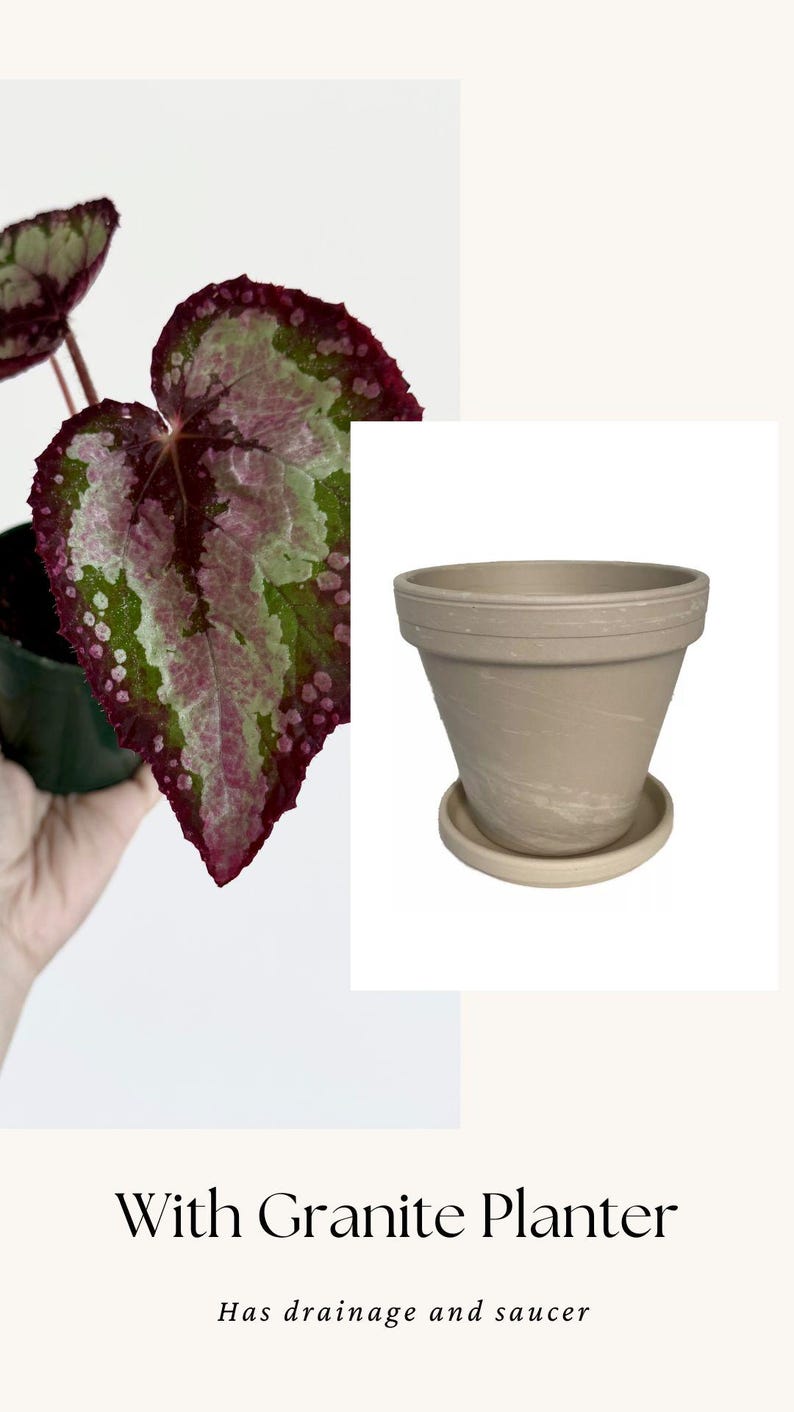 Puede incluir: Una maceta de granito beige con su plato a juego, que presenta un borde ancho y un cuerpo c&oacute;nico. El texto inferior dice "With Granite Planter" y "Has drainage and saucer". Se observa una planta begonia con hojas variegadas en rosa, verde y rojo.