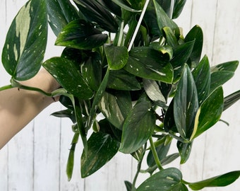 Monstera Standleyana Albo Plant - 6 inch Hanging Pot - optional decorative pot or basket