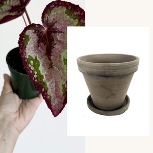 Puede incluir: Una planta en maceta con hojas verdes y rosa oscuro junto a una maceta de basalto gris con su plato a juego. El texto en la imagen dice With Basalt Planter y Has drainage and saucer, describiendo las caracter&iacute;sticas de la maceta.