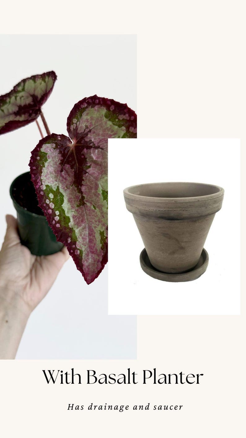 Puede incluir: Una planta en maceta con hojas verdes y rosa oscuro junto a una maceta de basalto gris con su plato a juego. El texto en la imagen dice With Basalt Planter y Has drainage and saucer, describiendo las caracter&iacute;sticas de la maceta.