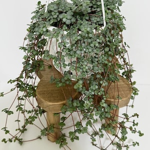 Pilea Glauca / Aqua - 4.5" Hanging Pot - Live Plant - optional decorative basket