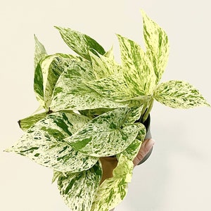 May include: A potted plant with variegated leaves. The leaves are a mix of green and white, with a marbled pattern. The plant is in a gray pot.