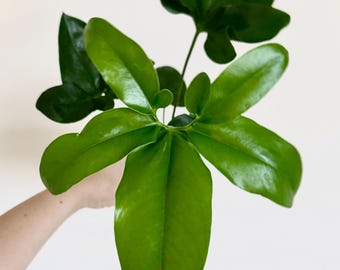 May include: A vibrant green plant with multiple glossy, elongated leaves that feature distinct lobes and pointed tips. The foliage displays a smooth texture and a deep emerald hue, with stems branching out from a central point to form a lush cluster.