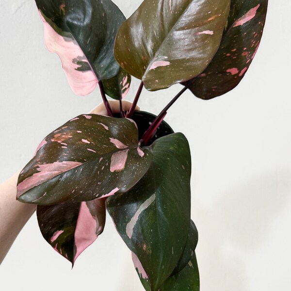 Philodendron Pink Princess Plant 4 inch Nursery Pot - Live Plant