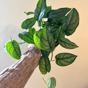 May include: A trailing houseplant with heart-shaped leaves featuring a distinct silvery-green hue and dark green veining. The foliage has a textured, matte appearance with pointed tips, arranged on thin stems that cascade downwards from a central point.