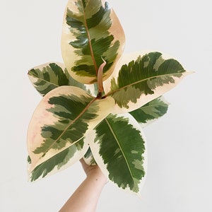 May include: Variegated rubber plant with large, oval leaves. The leaves display a mix of colors, including dark green, cream, and pink. The plant is held against a white background, showcasing its vibrant colors and unique pattern.