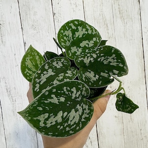 Silver Satin Pothos (Scindapsus pictus) 4” pot - Live Plant