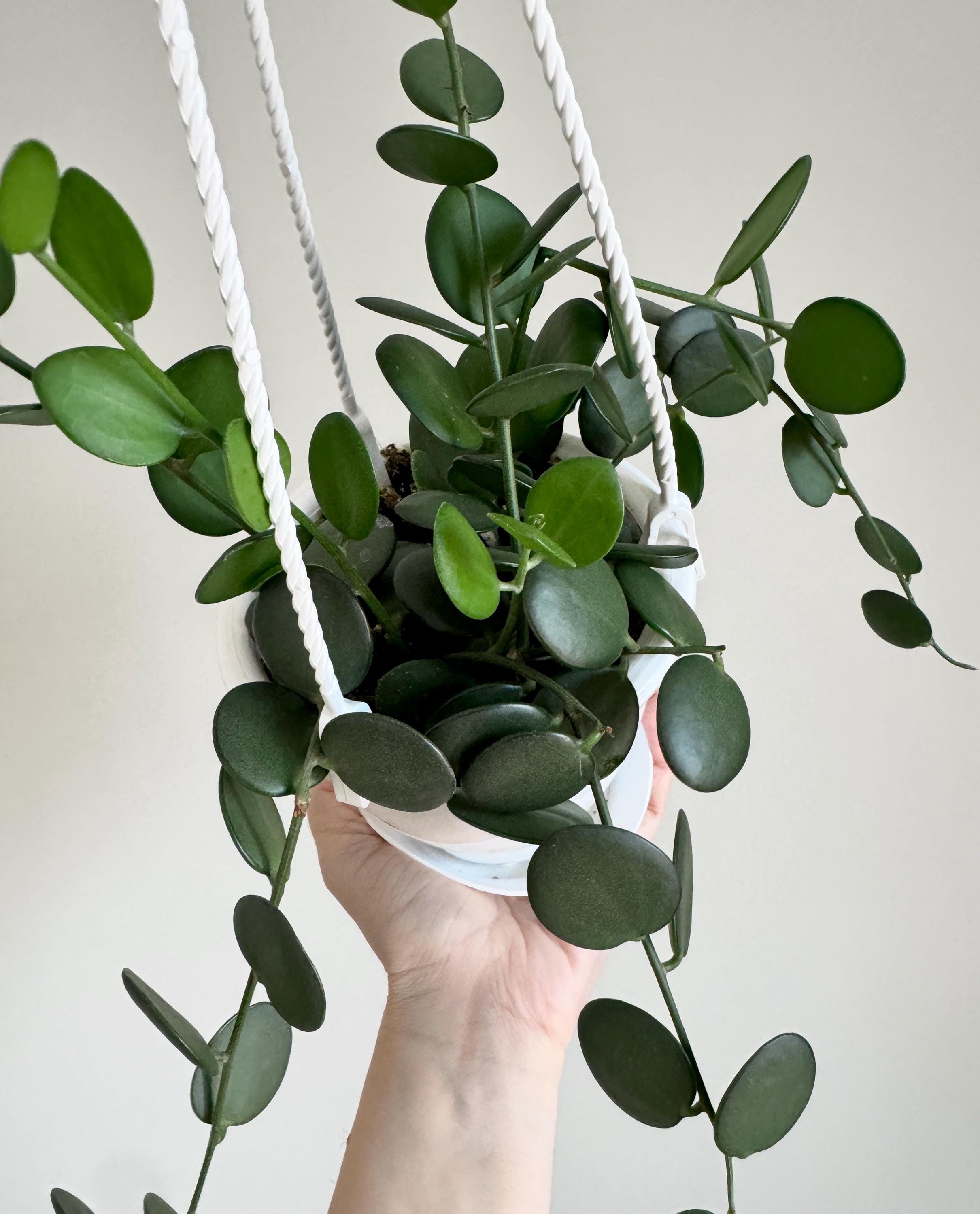 buy pink philodendron Philodendron 'Pink Princess' — Green Acres Nursery & Supply