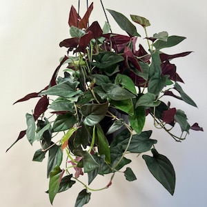 May include: A hanging plant featuring heart-shaped leaves in shades of deep forest green and dark burgundy. The foliage grows from a central black plastic pot suspended by thin black wires, creating a dense, cascading display of multi-colored leaves.
