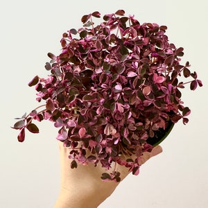 May include: A potted plant with heart-shaped leaves in shades of pink and burgundy. The plant is held in a person's hand against a white background. The leaves have a variegated appearance.