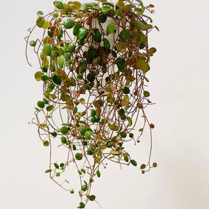 May include: A trailing houseplant with small, round, glossy green leaves and thin, reddish-brown stems cascading from a white hanging planter. The plant features a dense cluster of foliage at the top with long, slender vines extending downward.
