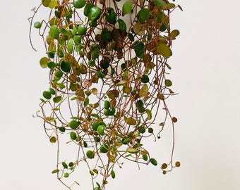 Peperomia Ruby Cascade - Live Plant - 4.5 inch Hanging Pot