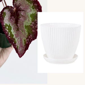 Puede incluir: Una maceta de pl&aacute;stico blanca con detalles acanalados verticales y un plato a juego. El texto "With White Plastic Planter" y "Has drainage and Saucer" est&aacute; impreso debajo de la imagen de la maceta, que se muestra junto a una planta.